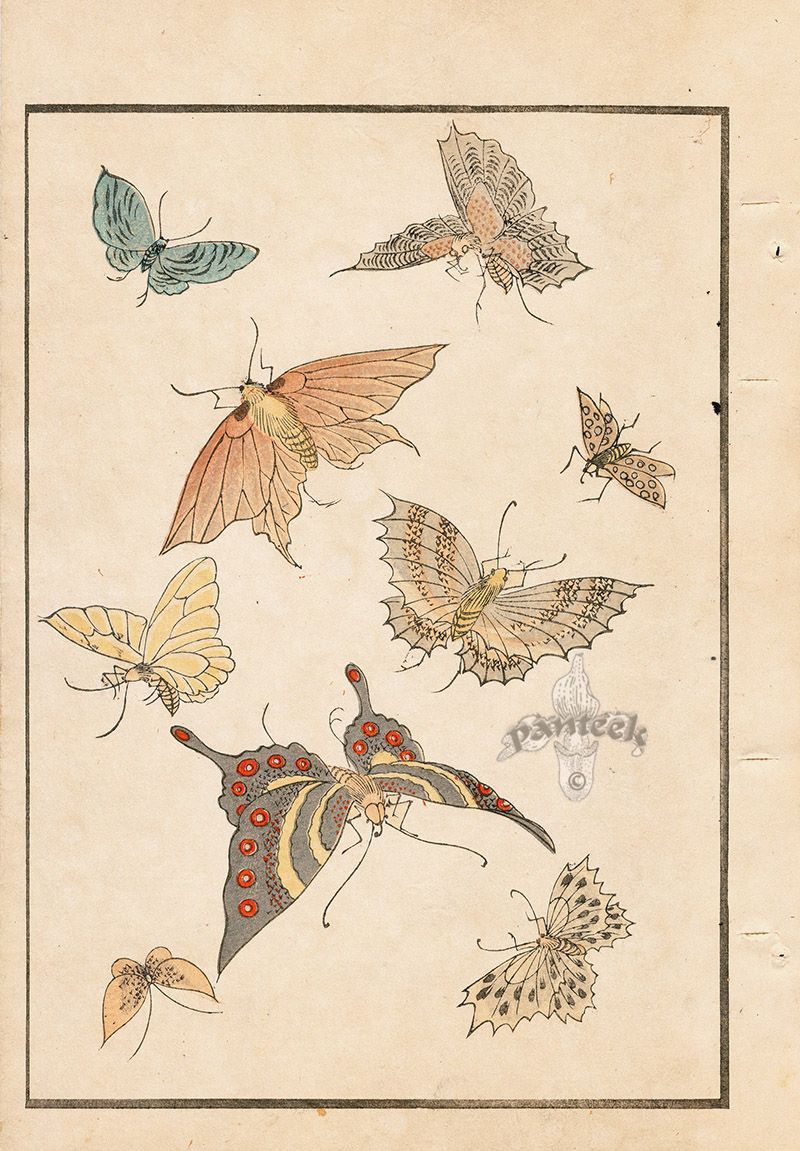 Cool Jumper with butterfly pattern