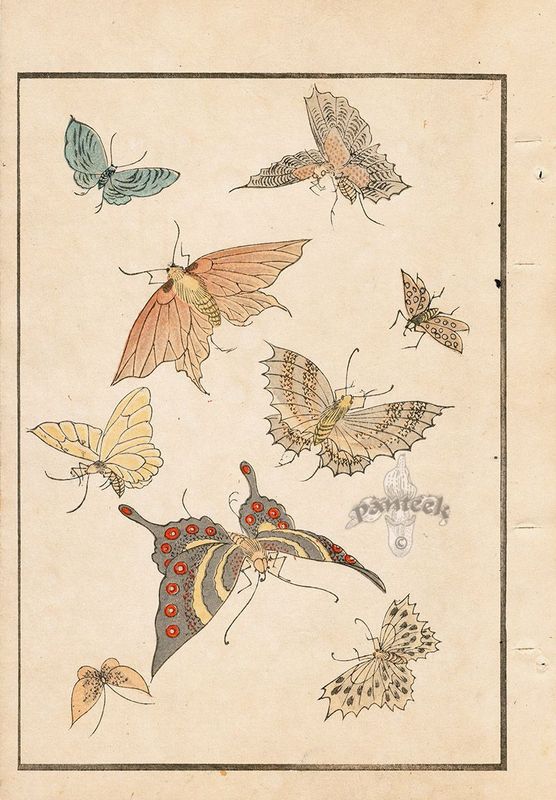 Cool Jumper with butterfly pattern