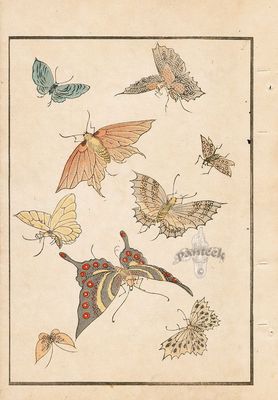 Cool Jumper with butterfly pattern