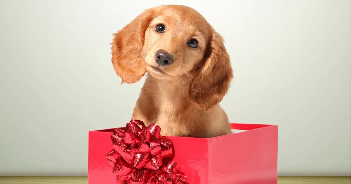Puppy pakket - vanaf 8 weken