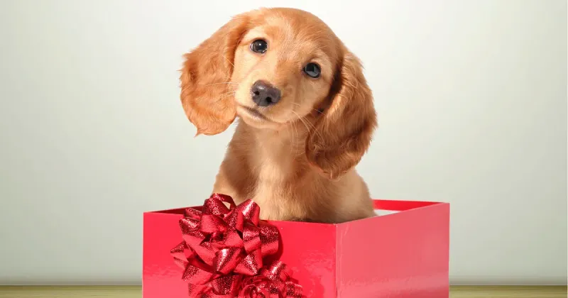 Puppy pakket - vanaf 8 weken