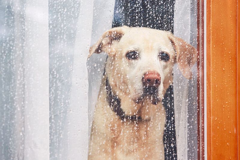 De hersenkraker - Rainy days pakket