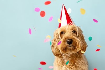 Birthday Doggggg - Happy Birthday Pakketje