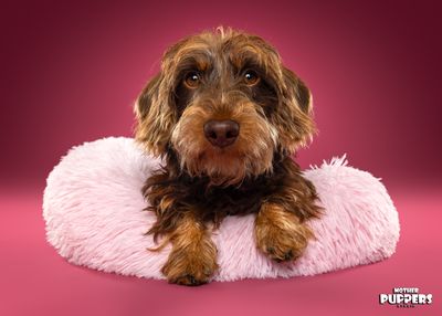 Honden Donut - roze
