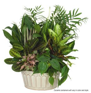 $200 14-Inch Ceramic Dish Garden - Special Order - Allow A Few Days To Arrive