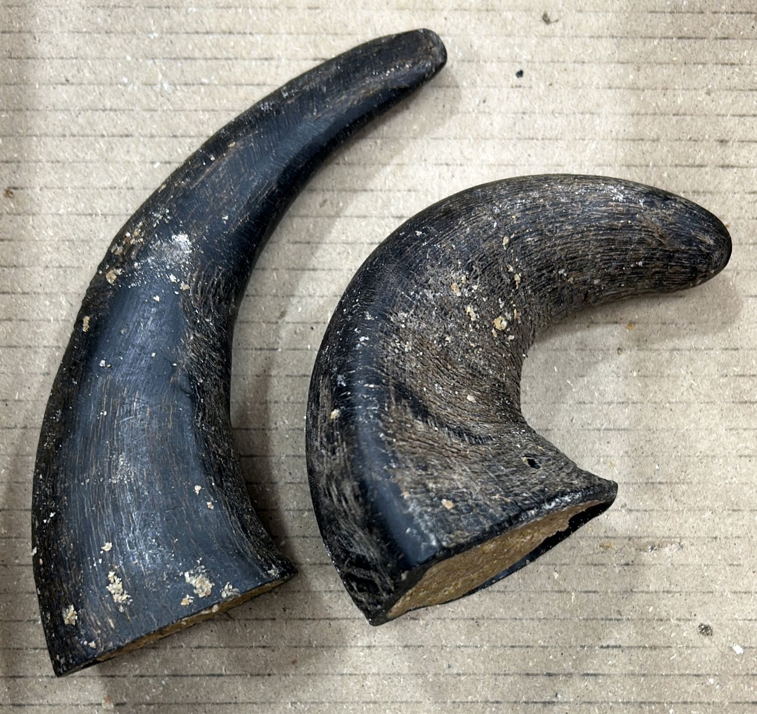 PEANUT BUTTER FILLED BUFFALO HORN