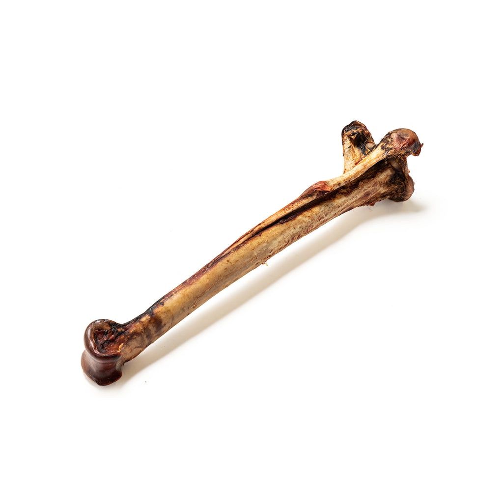 Long Ostrich Bone