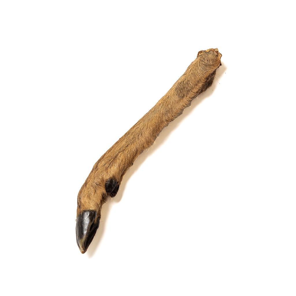 Hairy Deer Leg