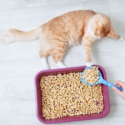 Cat Litter &amp; Accessories