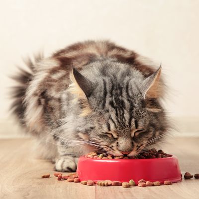 Cat Food