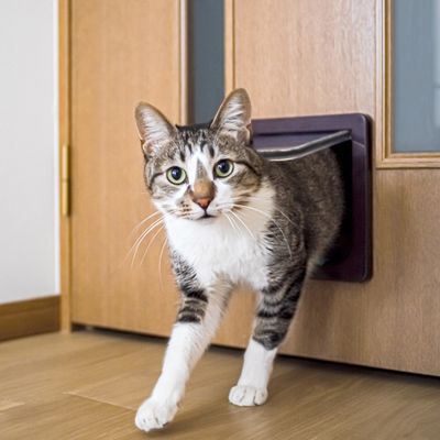Cat Flaps &amp; Doors