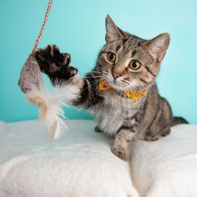 Cat Toys