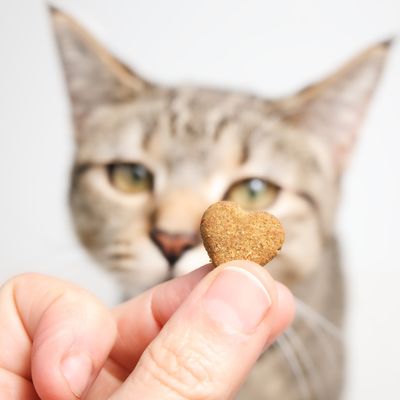 Cat Treats
