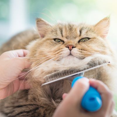 Grooming