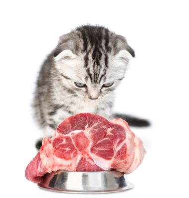 Raw Cat Food