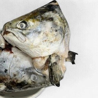 DAF Salmon Heads