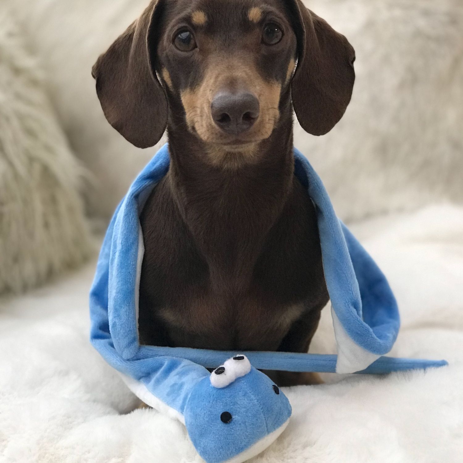 Ancol Small Bite Snake Teaser Pink or Blue