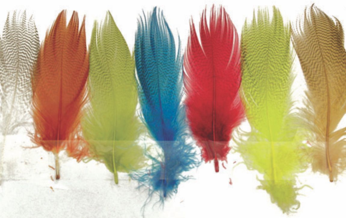 Mallard Barred Flank