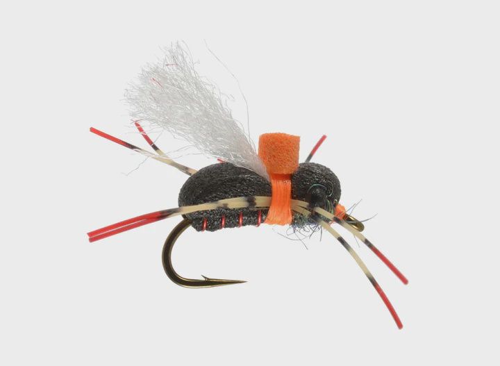 J's Regal Beetle, Color: Black, Size: 12