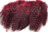 Guinea Body - Strung