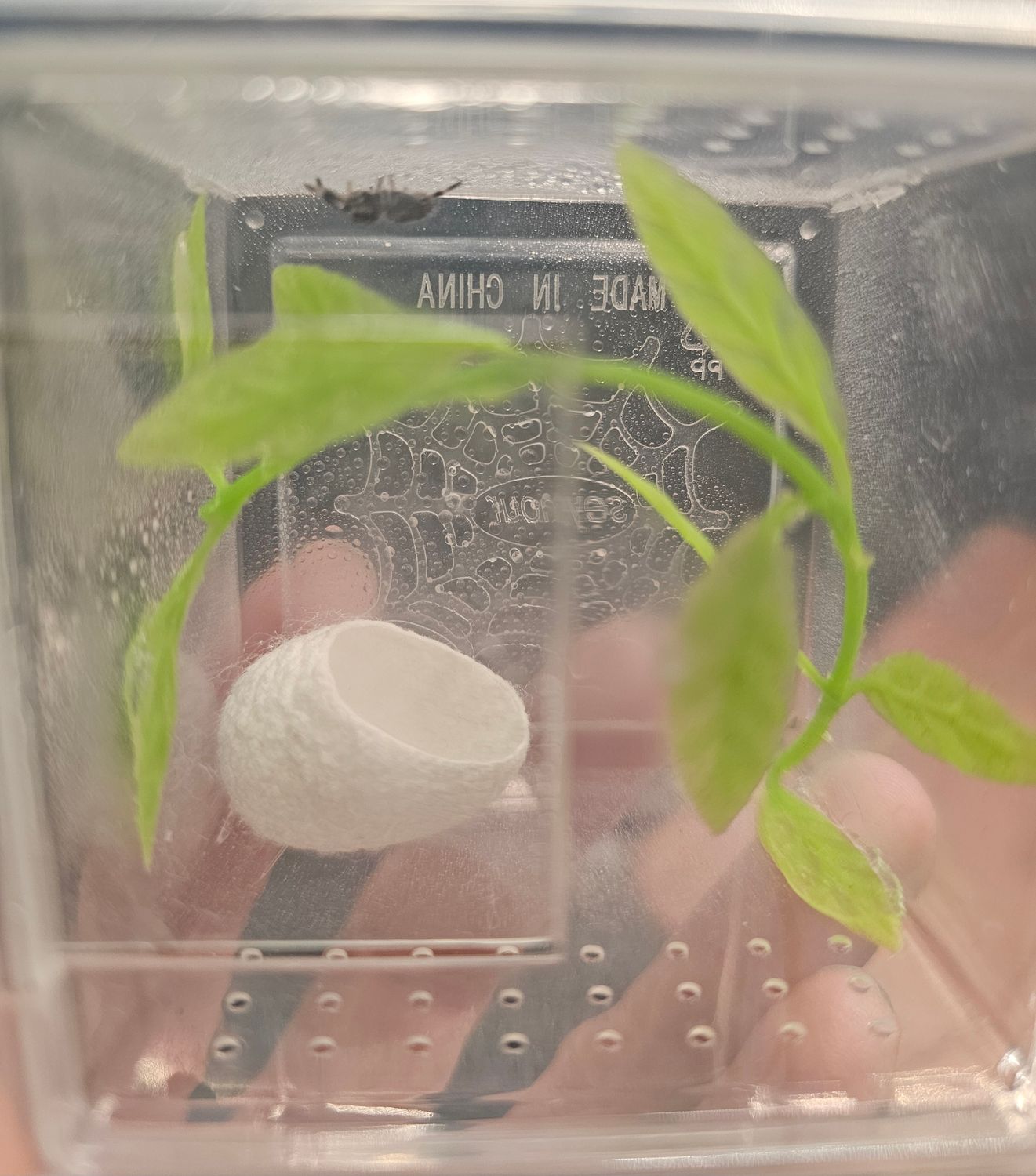 Temporary enclosure