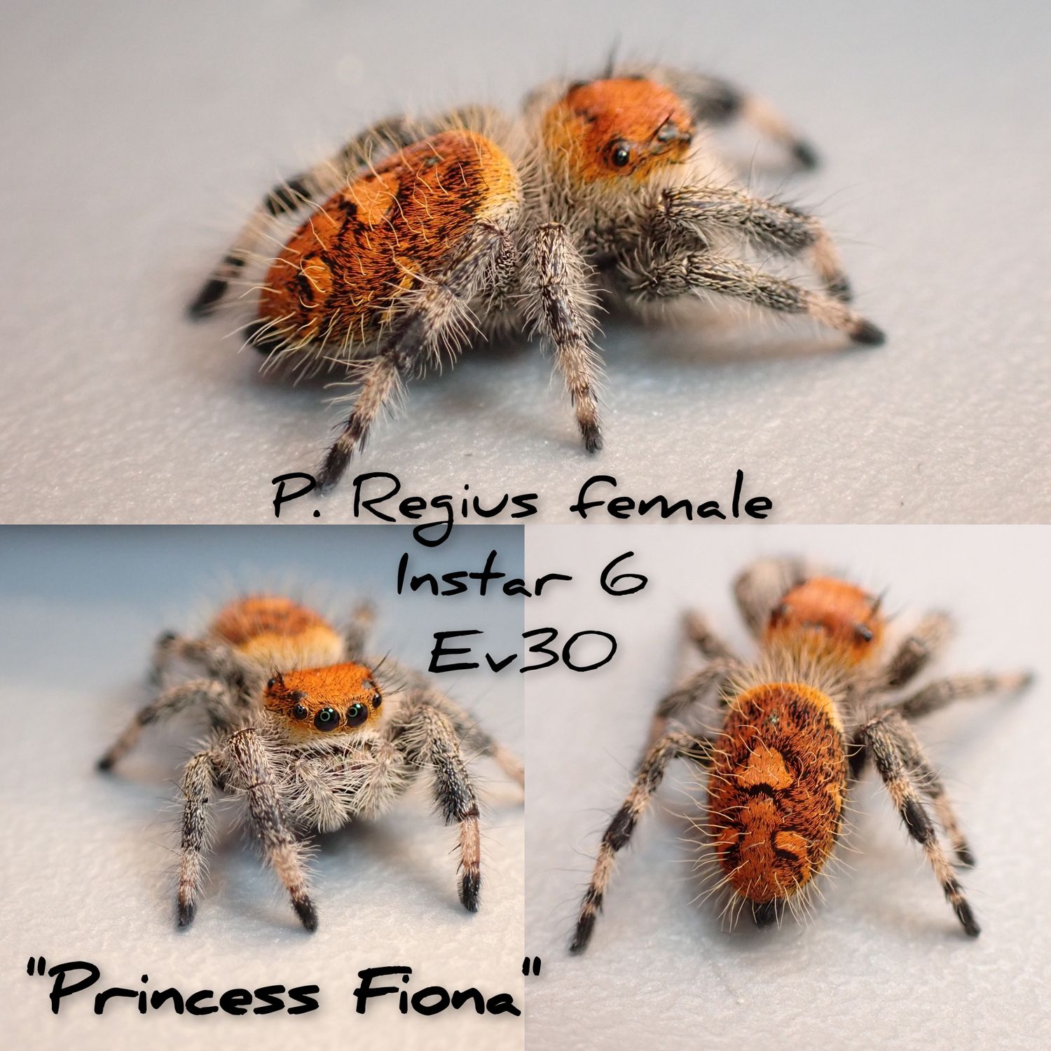 Regius Female