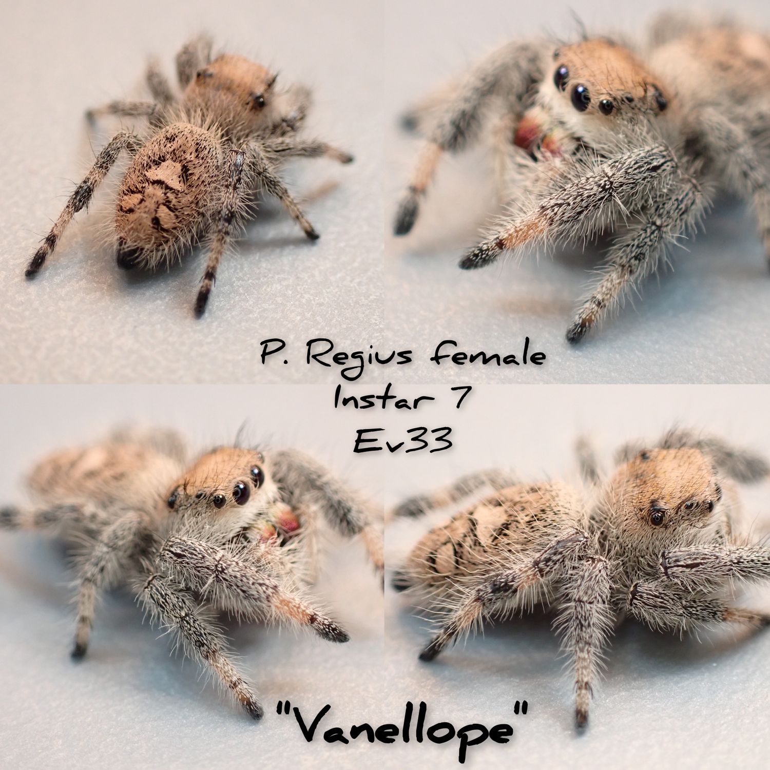 Regius Female
