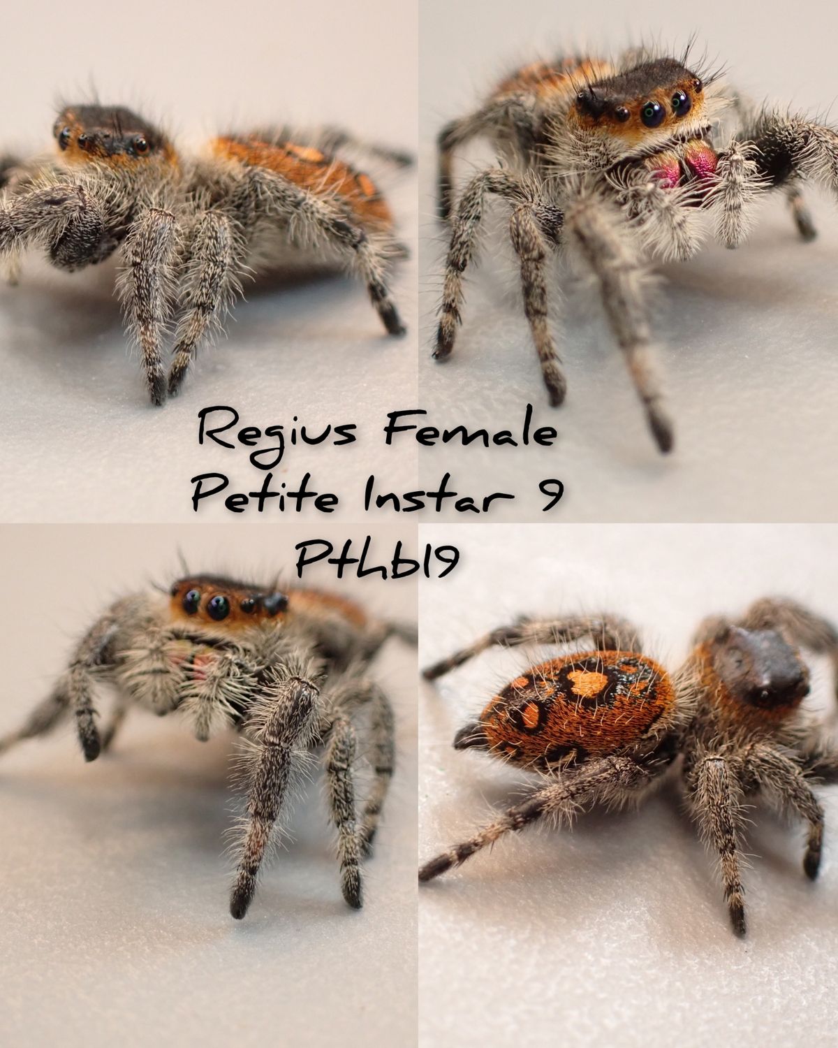 Female Regius