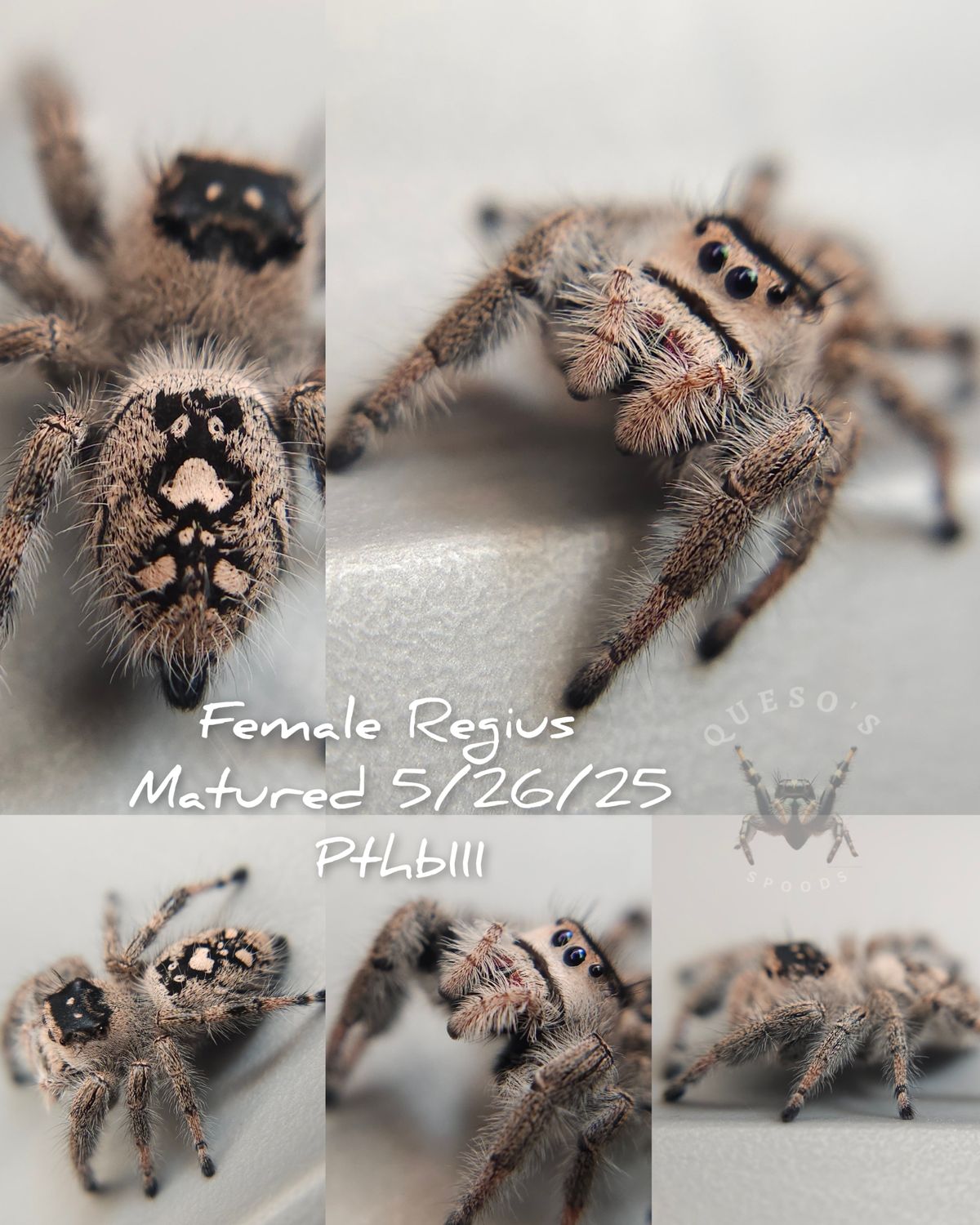 Newly Mature Female Regius