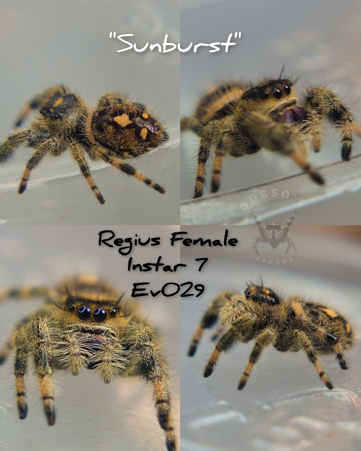 Female Regius