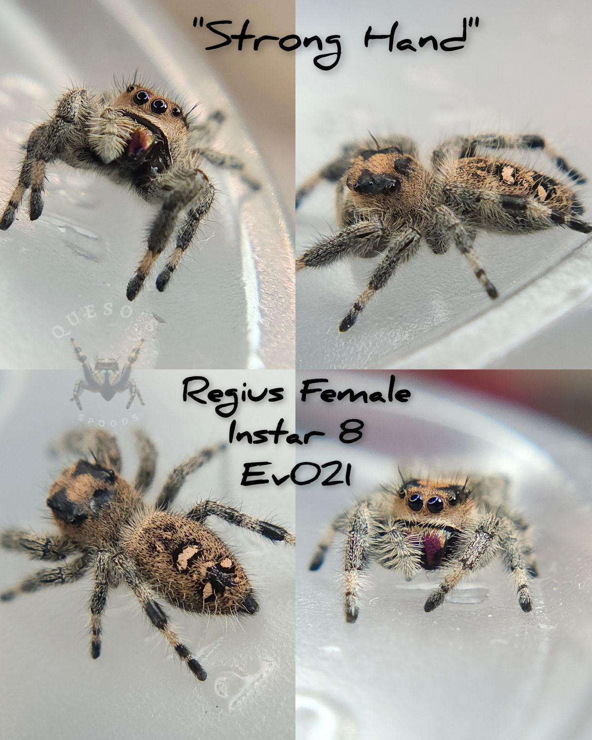 Female Regius