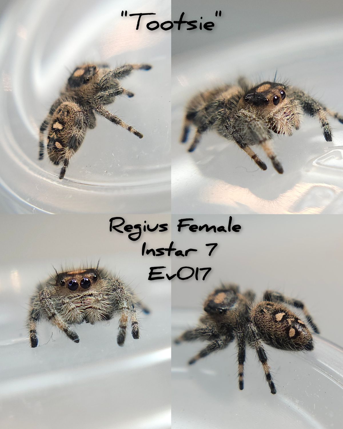 Female Regius