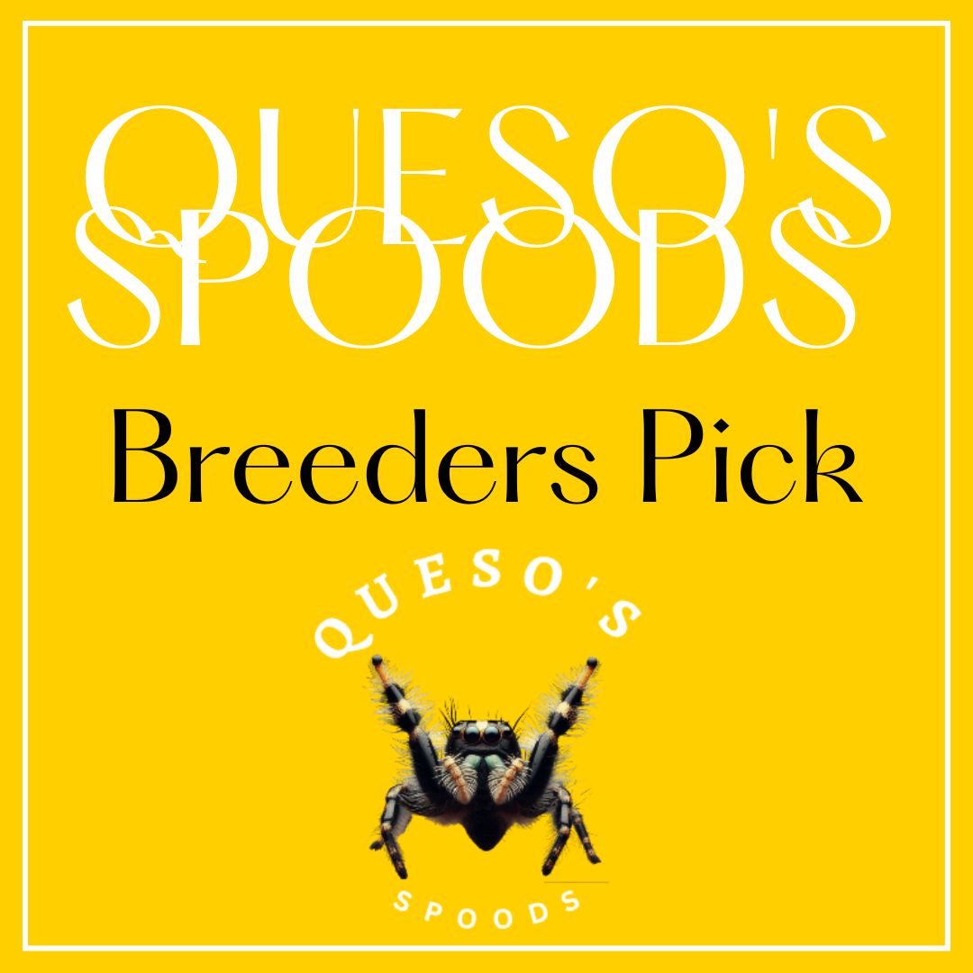 Breeders Choice Unsexed Arizonensis