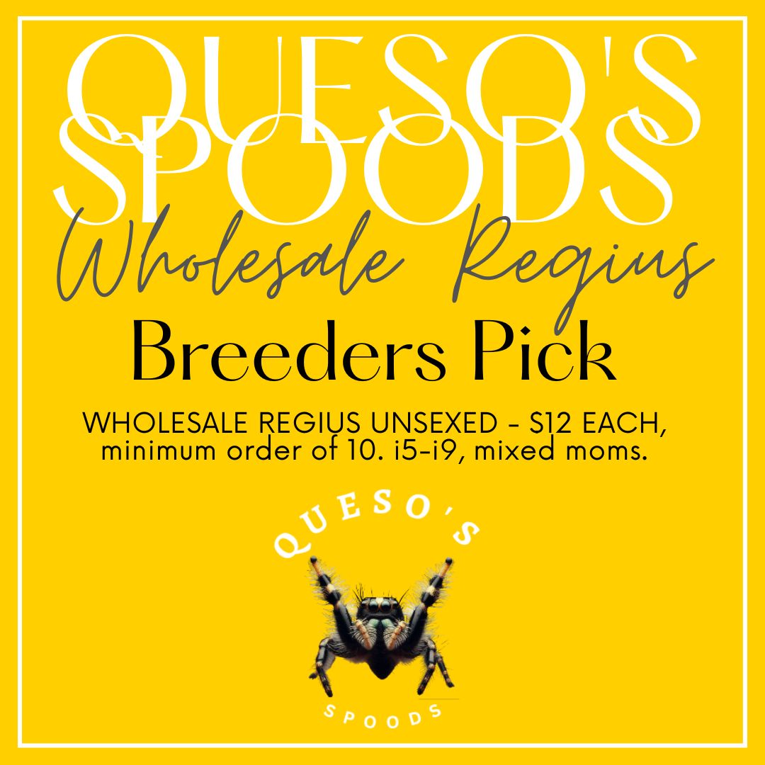 Bulk Wholesale Regius