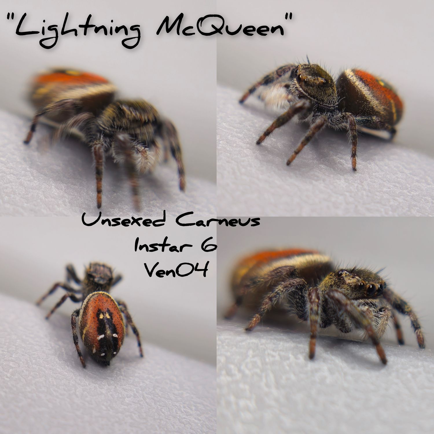 Unsexed Carneus