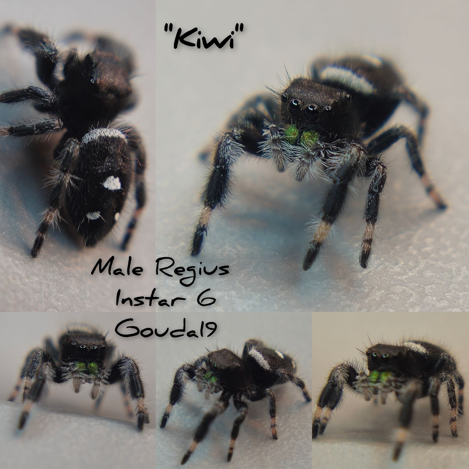 Male Regius