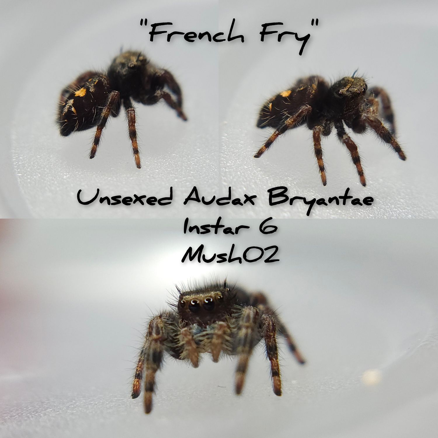 Unsexed Audax Bryantae
