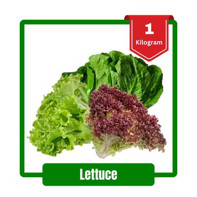 Fresh Lettuce