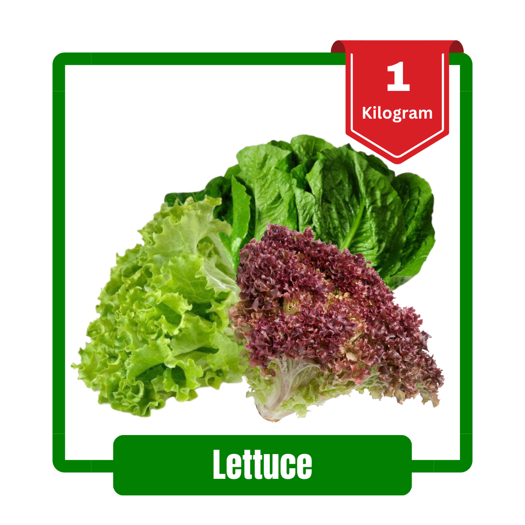 Fresh Lettuce