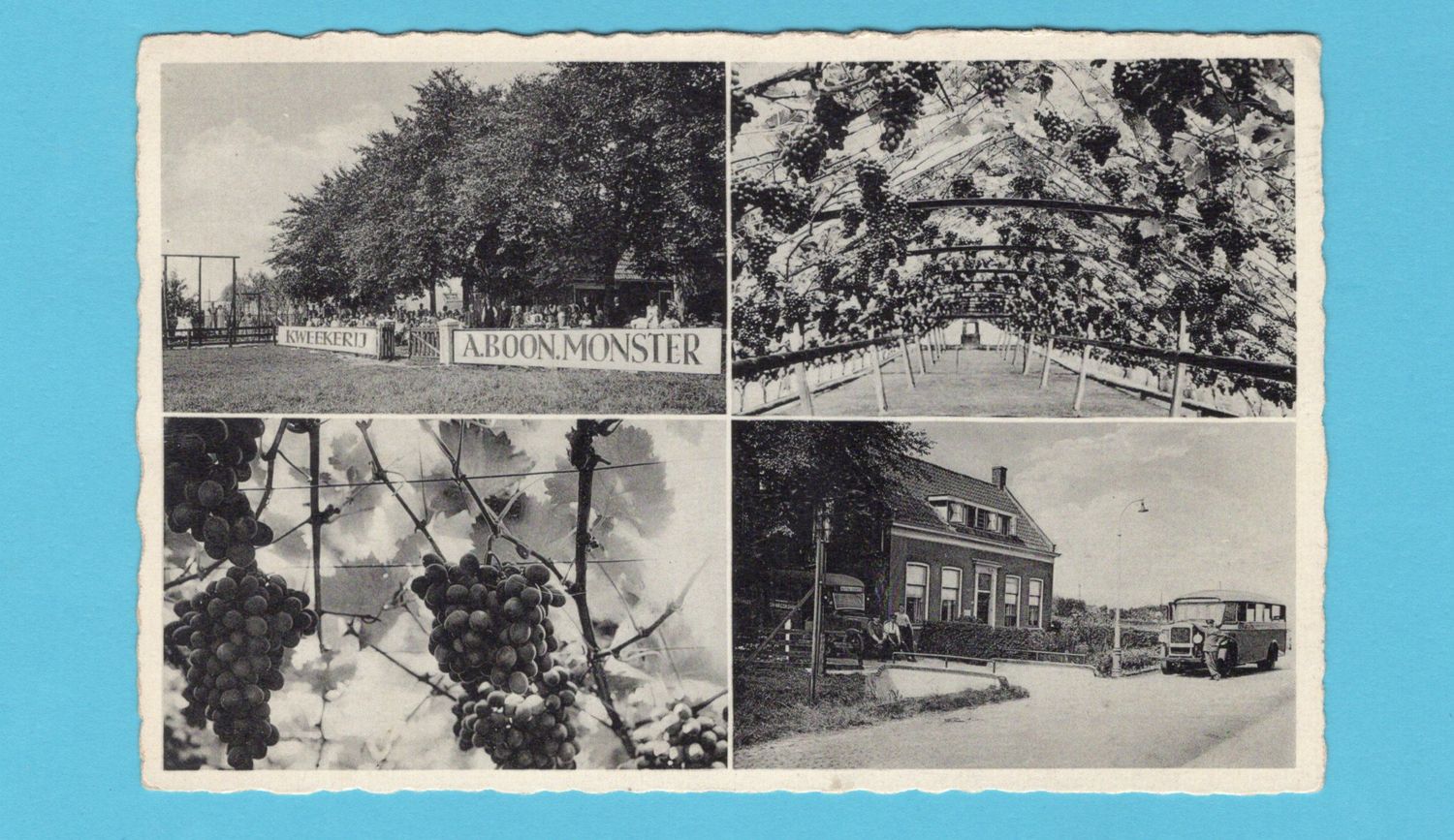 NEDERLAND prentbriefkaart Kwekerij Boon Monster 1934