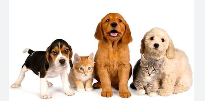 ANIMALI DA COMPAGNIA