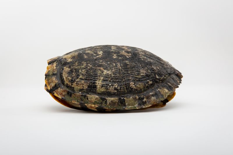 TURTLE SHELLS