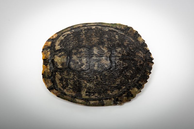 TURTLE SHELLS
