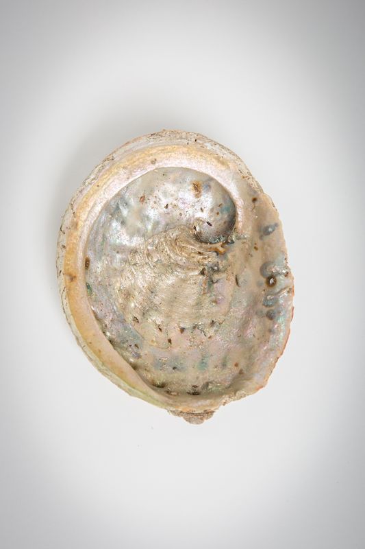 ABALONE SHELLS WHOLE LARGE