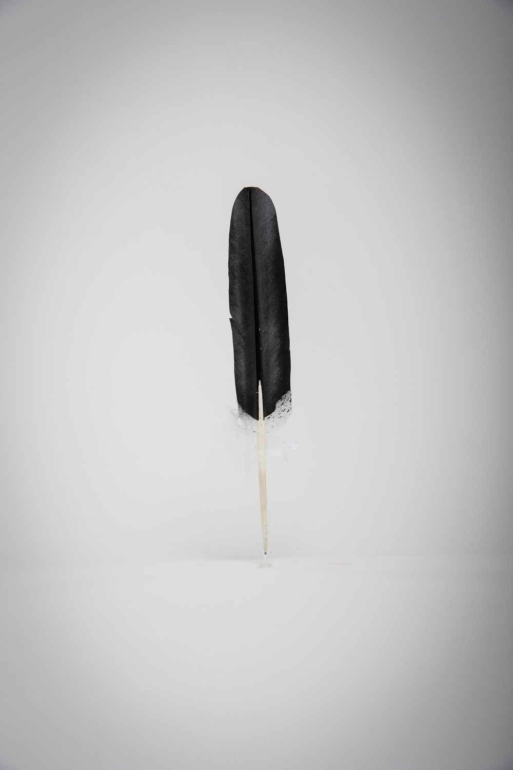 FEATHER EAGLE WING