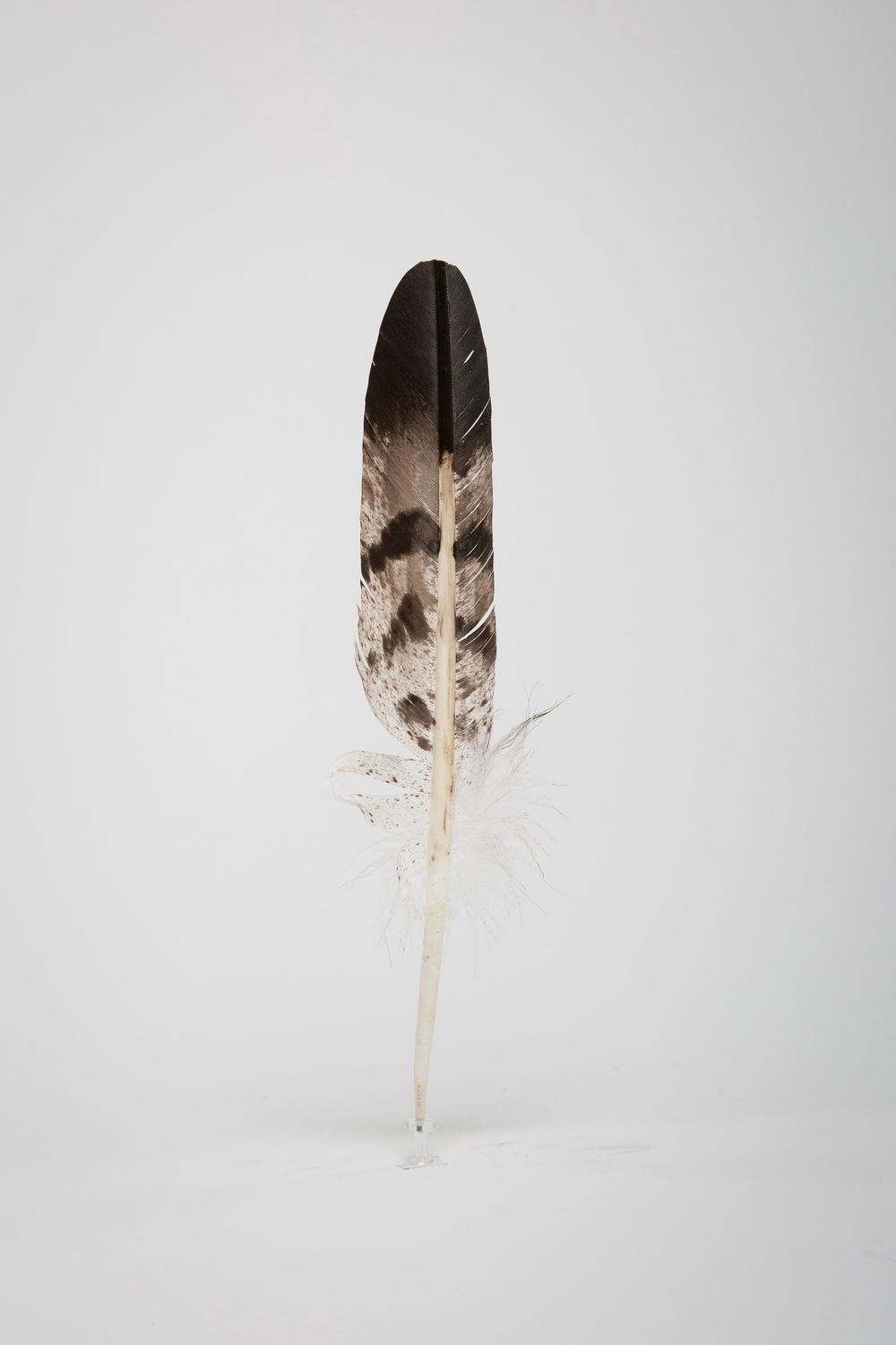 FEATHER HAWK WING