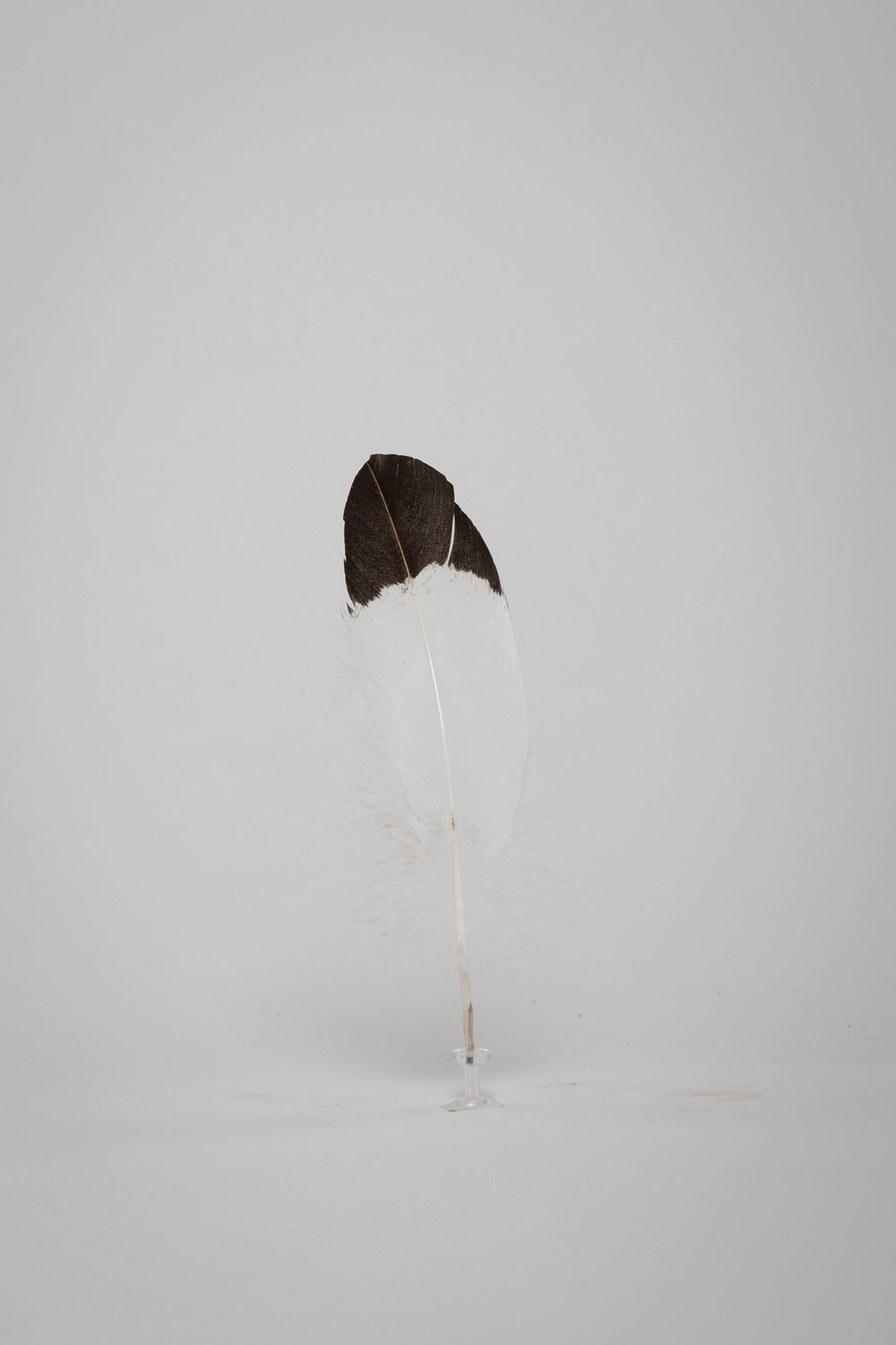 EAGLE BREAST