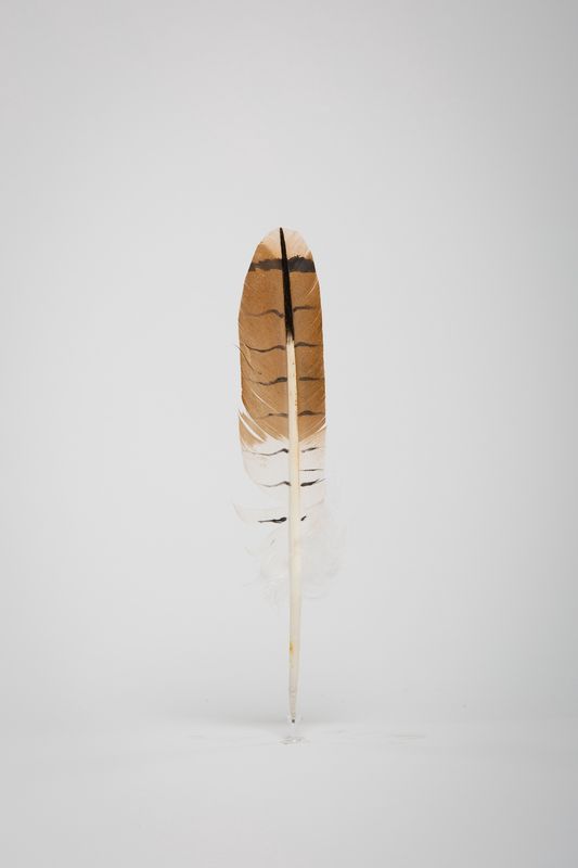 FEATHER RED TAIL IMM