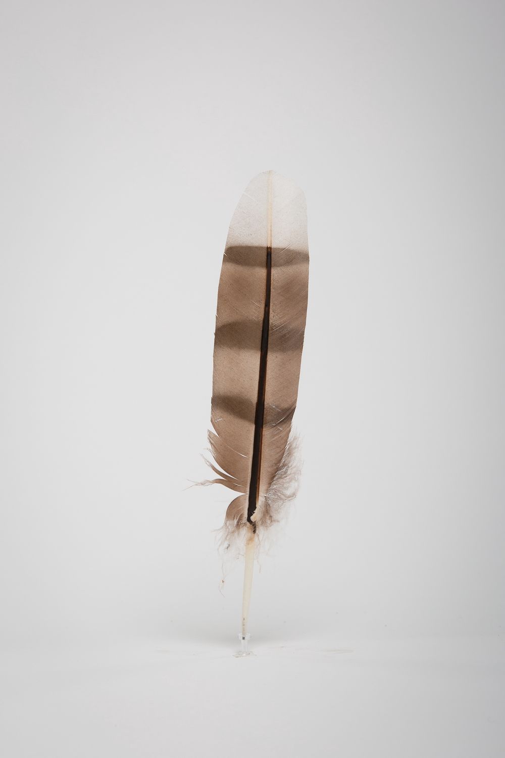 FEATHER COOPER