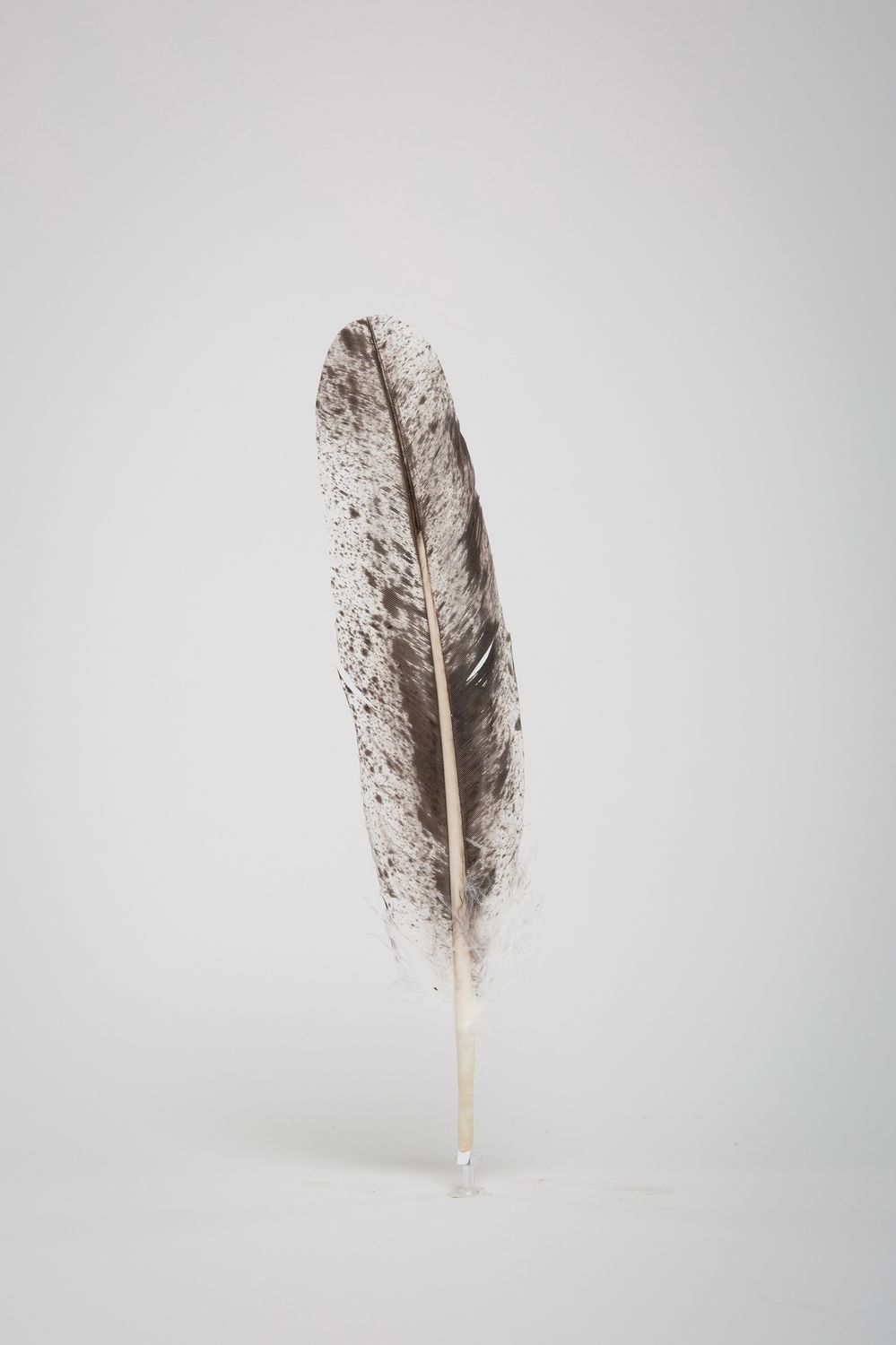 FEATHER SALT & PEPPER